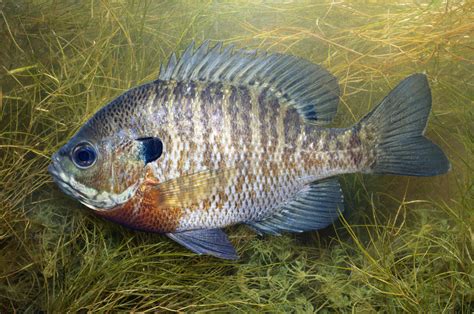 bluegill fish|Bluegill Fish Facts .